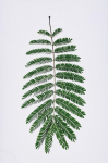 Vaip Conceptum Hypnose WOOKECE192, mitmev&auml;rviline, 100 cm x 60 cm