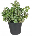 Kunsttaim potis, maitsetaimed Splendid Herbs 2, roheline v., 20 cm x 15 cm