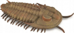 M&auml;ngukujuke Collecta Redlichia Rex Trilobite 88906, mitmev&auml;rviline