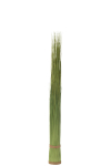 Kunsttaim GRASSES H124cm, roheline