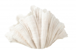 Vaas CLAM SHELL 31x36x57cm, beež