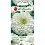 Polar Bear elegant daalia - valge