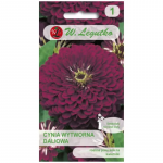 Violet Queen - violetne daalia