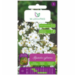 Gips&oacute;wka elegant white