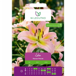 Lilia Hocus Pocus kollane-roosa 1 tk.