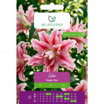 Lilia Magic Star valge-punane 1 tk.