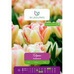 Tulipan Password, 4 tk.