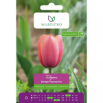 Tulipan Design Impression, 5 tk.