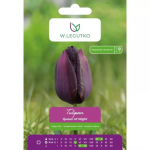 Tulbid &bdquo;Queen of Night&ldquo;, 5 tk.