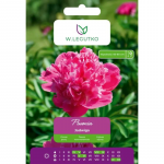 Peonia Jadwiga roosa 1 tk.