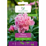 Peonia Sarah Bernhardt tumeroosa 1 tk.