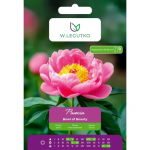 Peonia Bowl of Beauty roosa 1 tk.