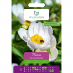 Pioon Jan van Leeuwen valge 1 tk.