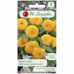 Dekoratiivne madal t&auml;is kuldkollane p&auml;evalill Teddy Bear