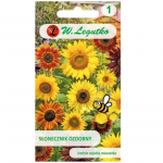 Dekoratiivne k&otilde;rge p&auml;evalill, &uuml;ksikud segud