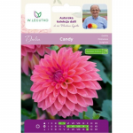 Dalia Candy l&otilde;he 1 tk.