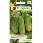 Polan F1 maapinnal kasvatatav konserveerimiseks m&otilde;eldud kurk &ndash; keskmise varajane sort