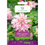 Dalia Prince Valiant punane-valge 1 tk.