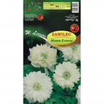 Zawilec Mount Everest valge 8 tk.