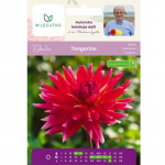 Dalia Tangerine oranž 1 tk.