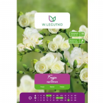 Valge freesia 10 tk.
