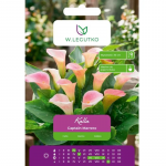 Kalla Captain Marrero heleroosa 1 tk.