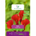 Kalla Majestic Red punane 1 tk.