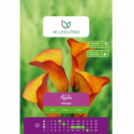 Kalla Mango oranž 1 tk.