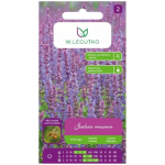 Salvia officinalis - violetne sinine