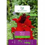 Kanna Herkules punane 1 tk.