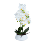 Orhidee GREENLAND H68cm valge pott, valge &otilde;is
