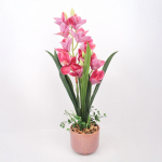 Orhidee GARDEN QUEEN H70cm, tumeroosa