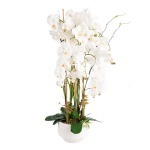 Orhidee GARDEN QUEEN H102cm, valge