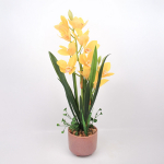 Orhidee GARDEN QUEEN H70cm, kollane