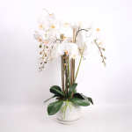 Orhidee GARDEN QUEEN H68cm, valge