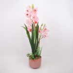 Orhidee GARDEN QUEEN H70cm, heleroosa