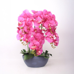 Orhidee GARDEN QUEEN H64cm, tumeroosa