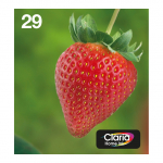 Epson Original Easy Mail Packing 29 Erdbeere Druckerpatronen - 4er Multipack (C13T29864511)