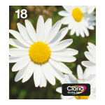 Epson Original Easy Mail Packing 18 G&auml;nsebl&uuml;mchen Druckerpatronen - 4er Multipack (C13T18064511)