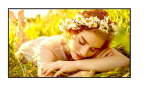 LG Electronics Monitor 65UL5Q-M 500cd/m2 UHD 24/7