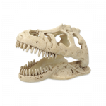 Terraariumi kaunistus: Repti Planet T:REX kolju 13,3x8,5x9cm