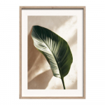 Tr&uuml;kitud pilt raamiga 50x70 cm Strelizia Leaf - Styler