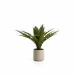 Kunstlik sukulent (k&otilde;rgus 70 cm) Neottopteris - Kave Home