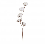 Kuivatatud taim (k&otilde;rgus 55 cm) Cotton - Casa Selecci&oacute;n