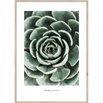 Plakat raamis 50x70 cm Echeveria - Styler