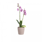 Keraamiline lillepott &oslash; 14 cm Thalia - Artevasi