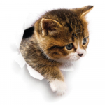 Seinakleebis Hiding Cat - Ambiance