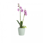 Keraamiline lillepott &oslash; 14 cm Thalia - Artevasi