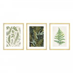 Plakatid, 3tk komplektis 30x40 cm Fern