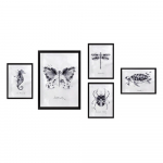 Maalid 5 tk komplektis Butterfly - Wallity